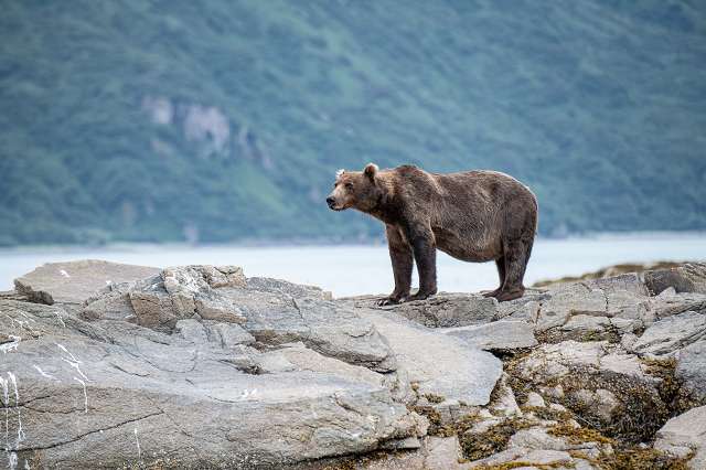 Dia-Vortrag: Weiter unterwegs im Land des Grizzlybären - Alaska intensiv